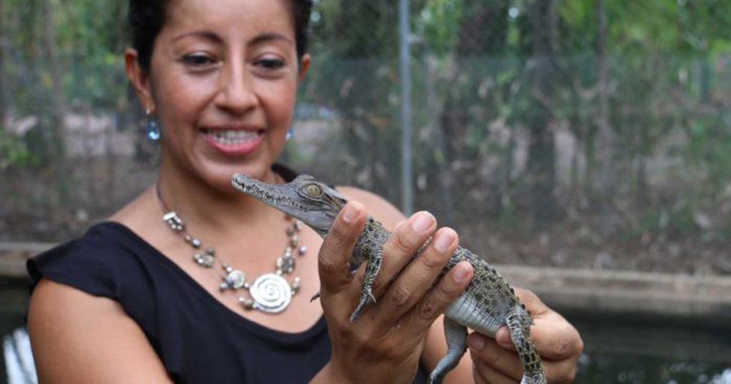 Mujer australia cocodrilos